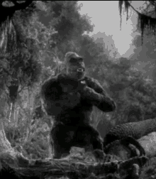 Gif animé King Kong film